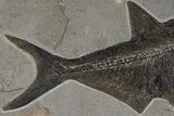 Top Quality, Fossil Fish (Diplomystus) - Wyoming #144217-2